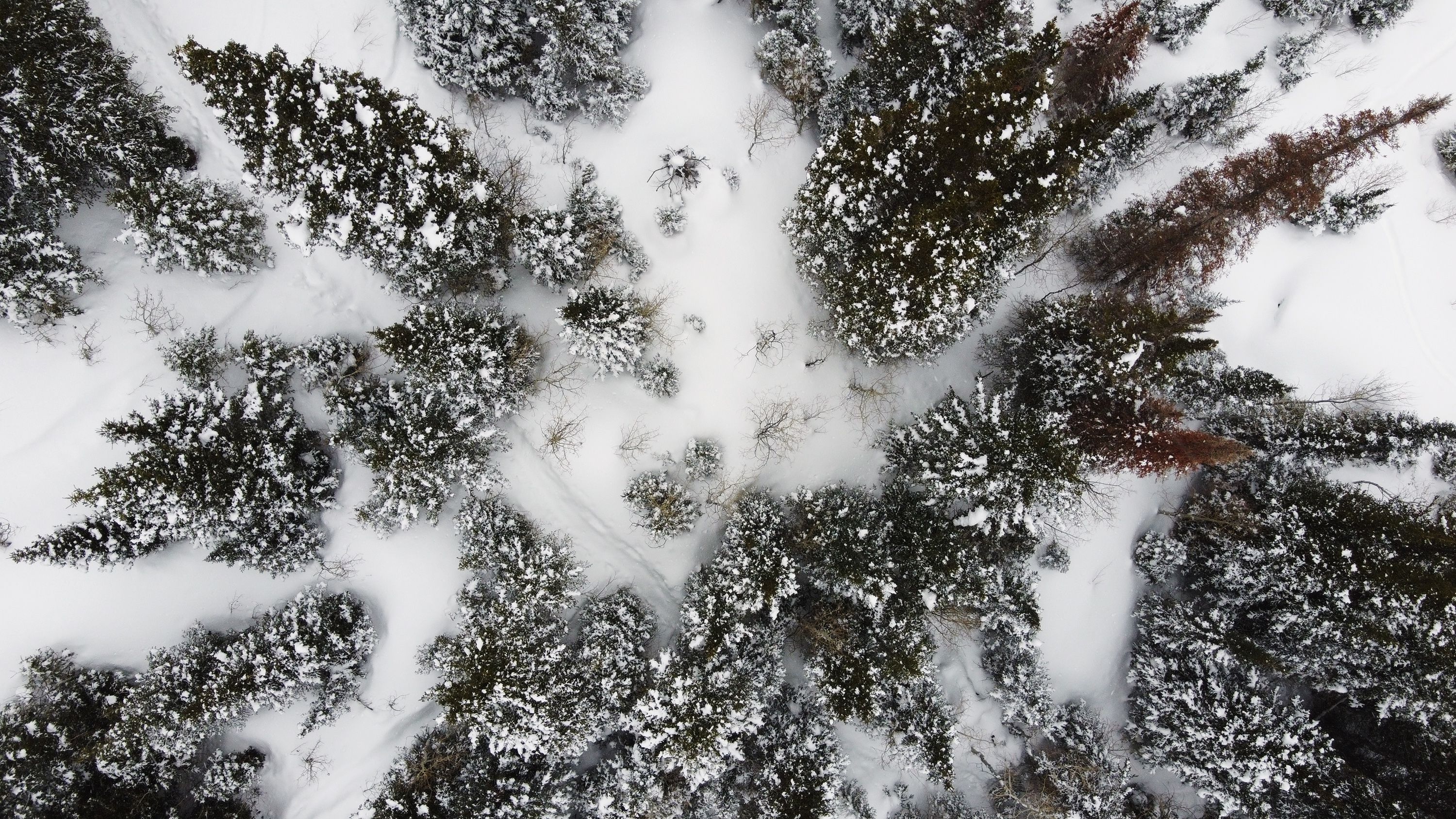 Snow on and around the trees in Big Cottonwood Canyon on Monday, Feb. 27, 2023.