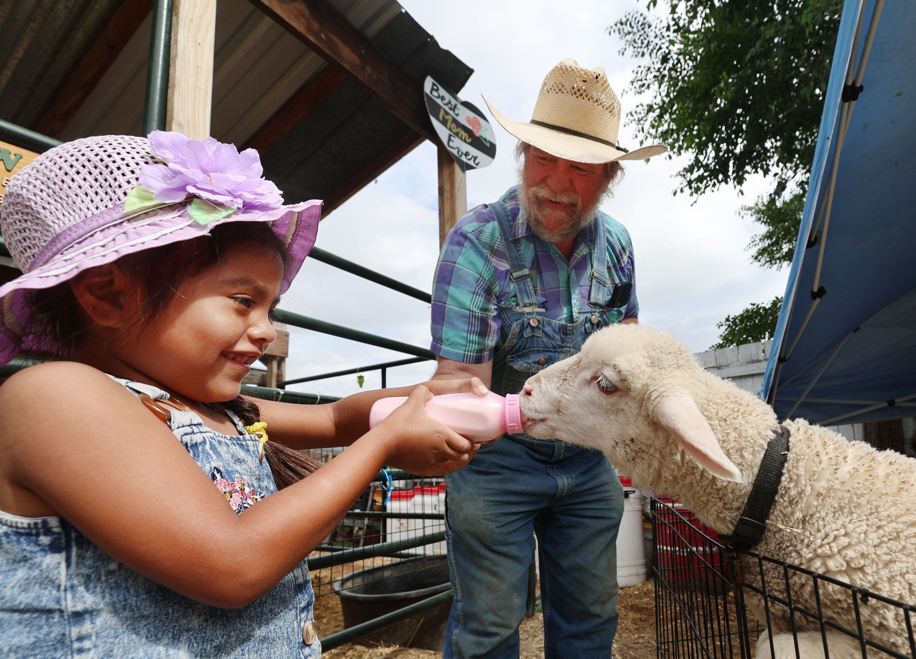 Sammy Valerio feeds a bottle of milk to a young lamb with the help of Gil Ma, the director of The Farm at Gardner Village in West Jordan, on June 20. The lamb is rescue, like other animals at the farm.