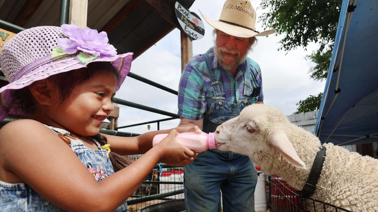 Sammy Valerio feeds a bottle of milk to a young lamb with the help of Gil Ma, the director of The Farm at Gardner Village in West Jordan, on June 20. The lamb is rescue, like other animals at the farm.