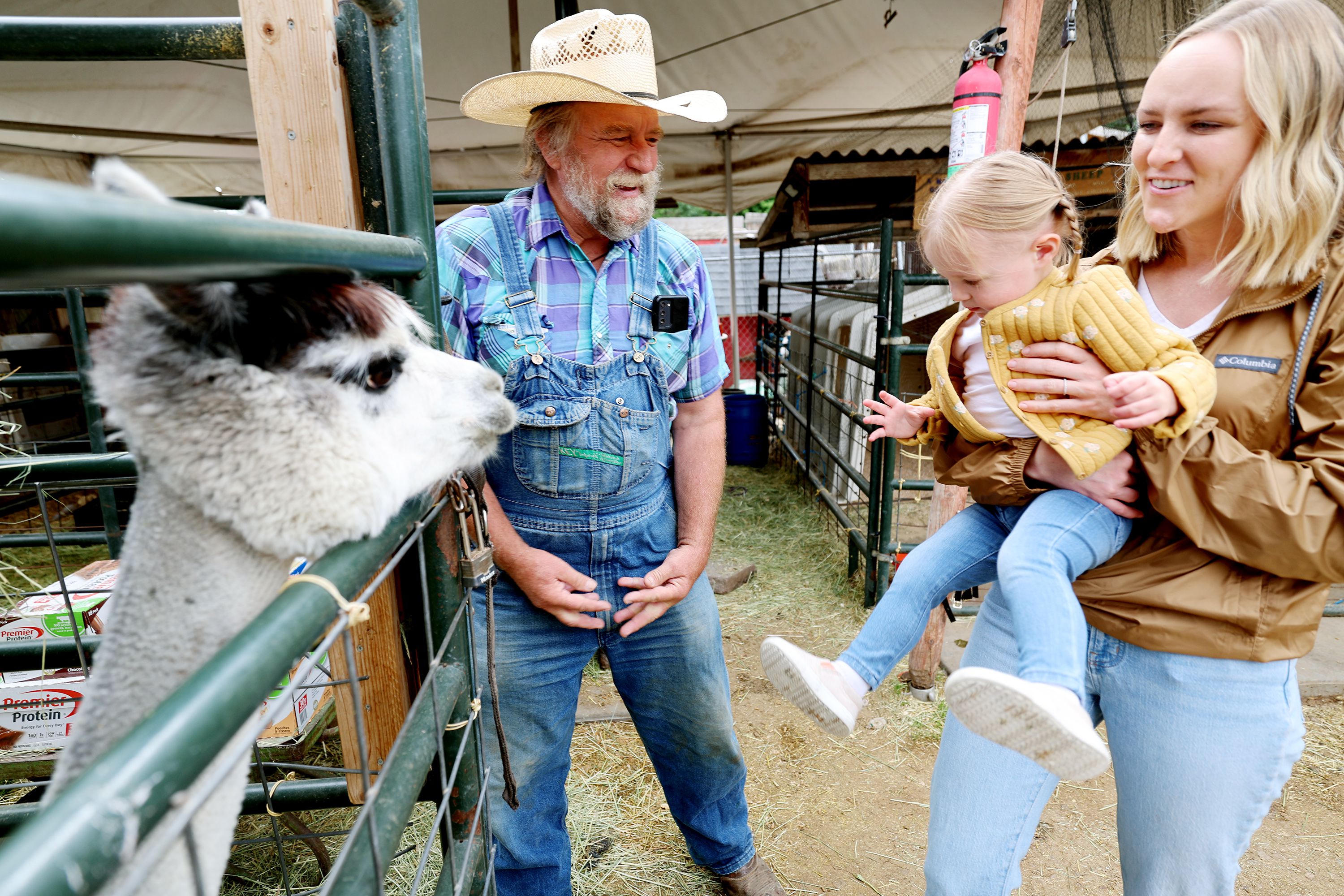 Gil Ma, the director of the farm at Gardner Village in West Jordan, introduces Kalli Pendley and her daughter Ellie Pendley to Prudence the kissing alpaca on June 20.