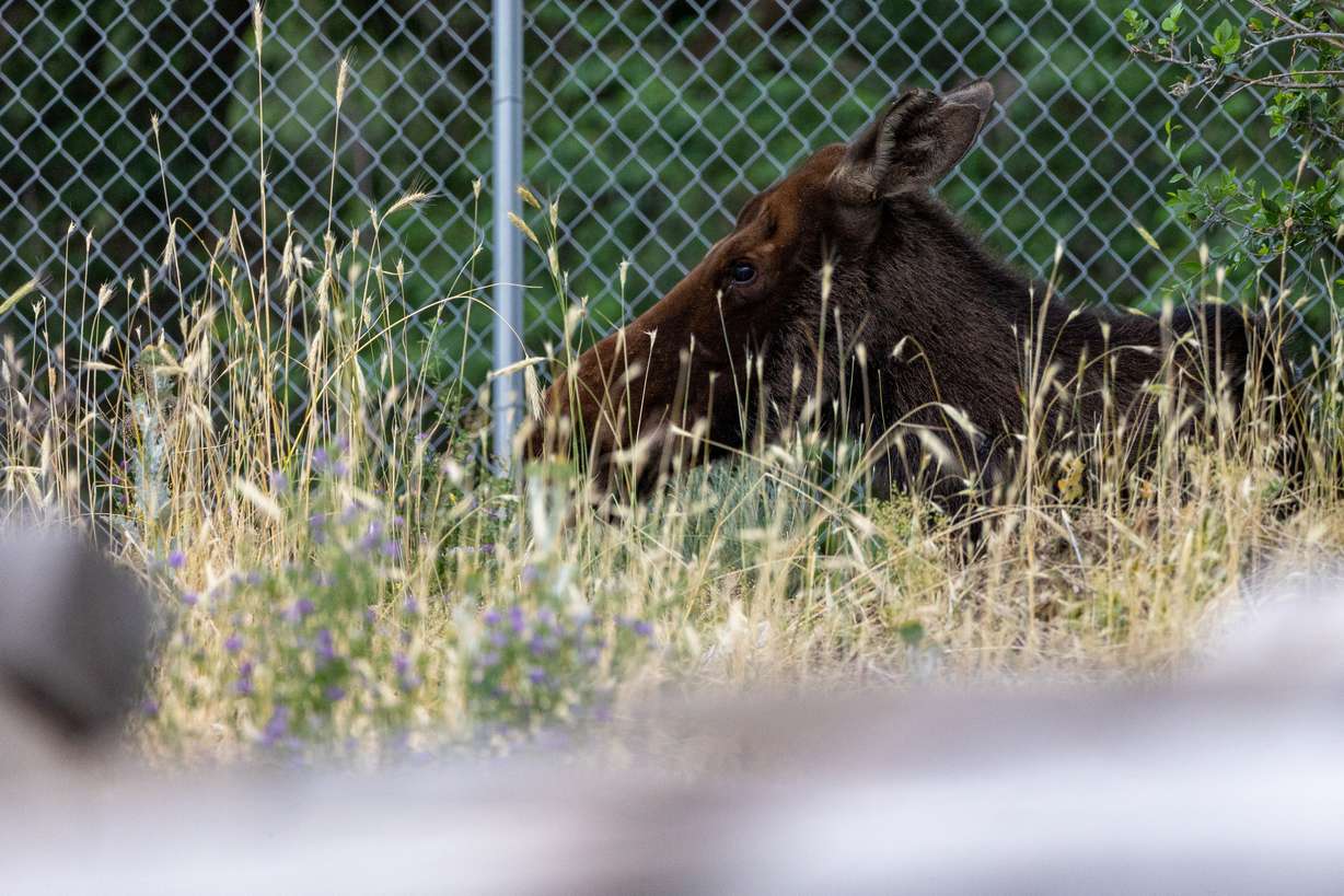 Wildlife officials say they are aware and keeping tabs on this moose in South Weber.