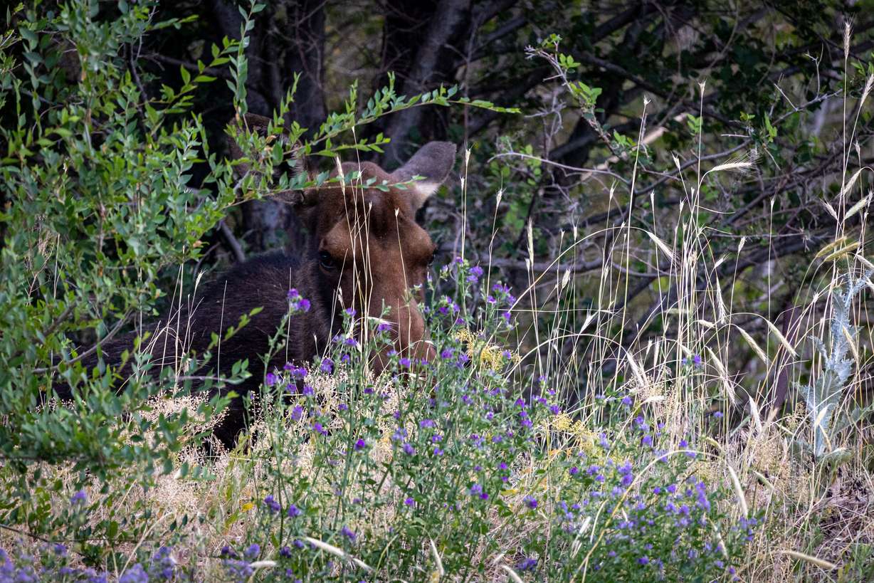 Wildlife officials say they are aware and keeping tabs on this moose in South Weber.