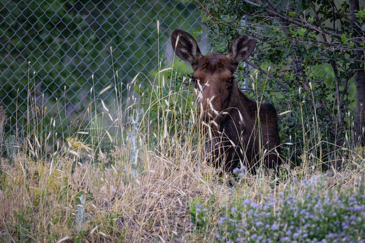 Wildlife officials say they are aware and keeping tabs on this moose in South Weber.
