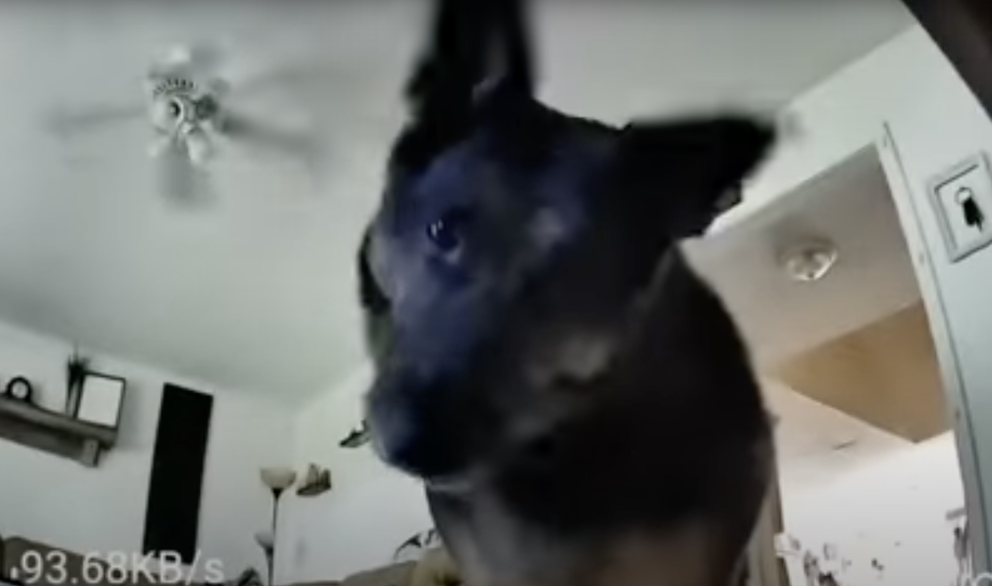 Chino, an 8-year-old German shepherd, found the perfect way to keep her owners from checking in on her from afar.