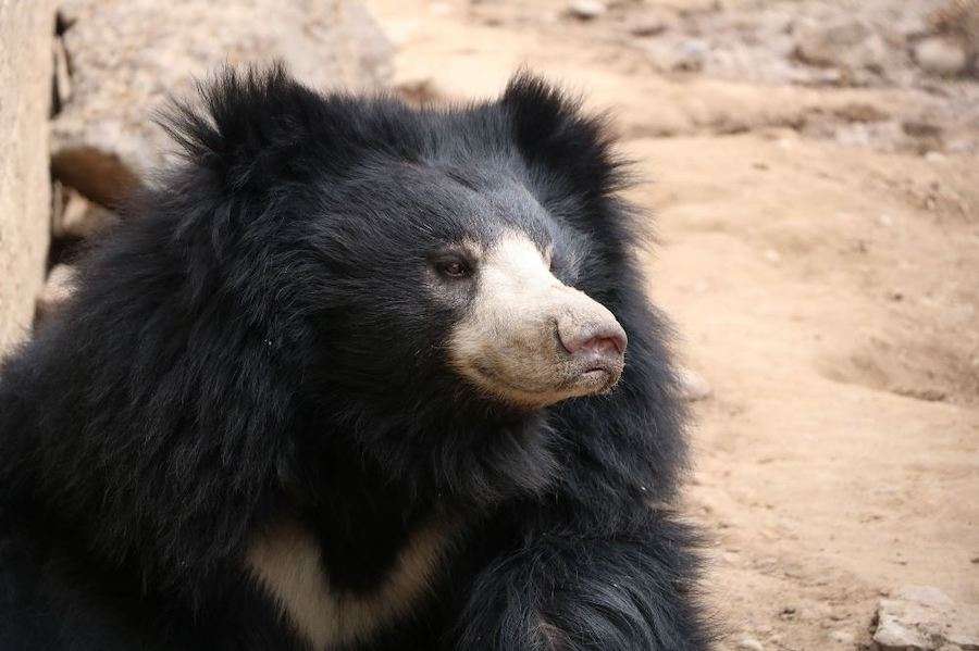Sun Bear at the Idaho Falls Zoo