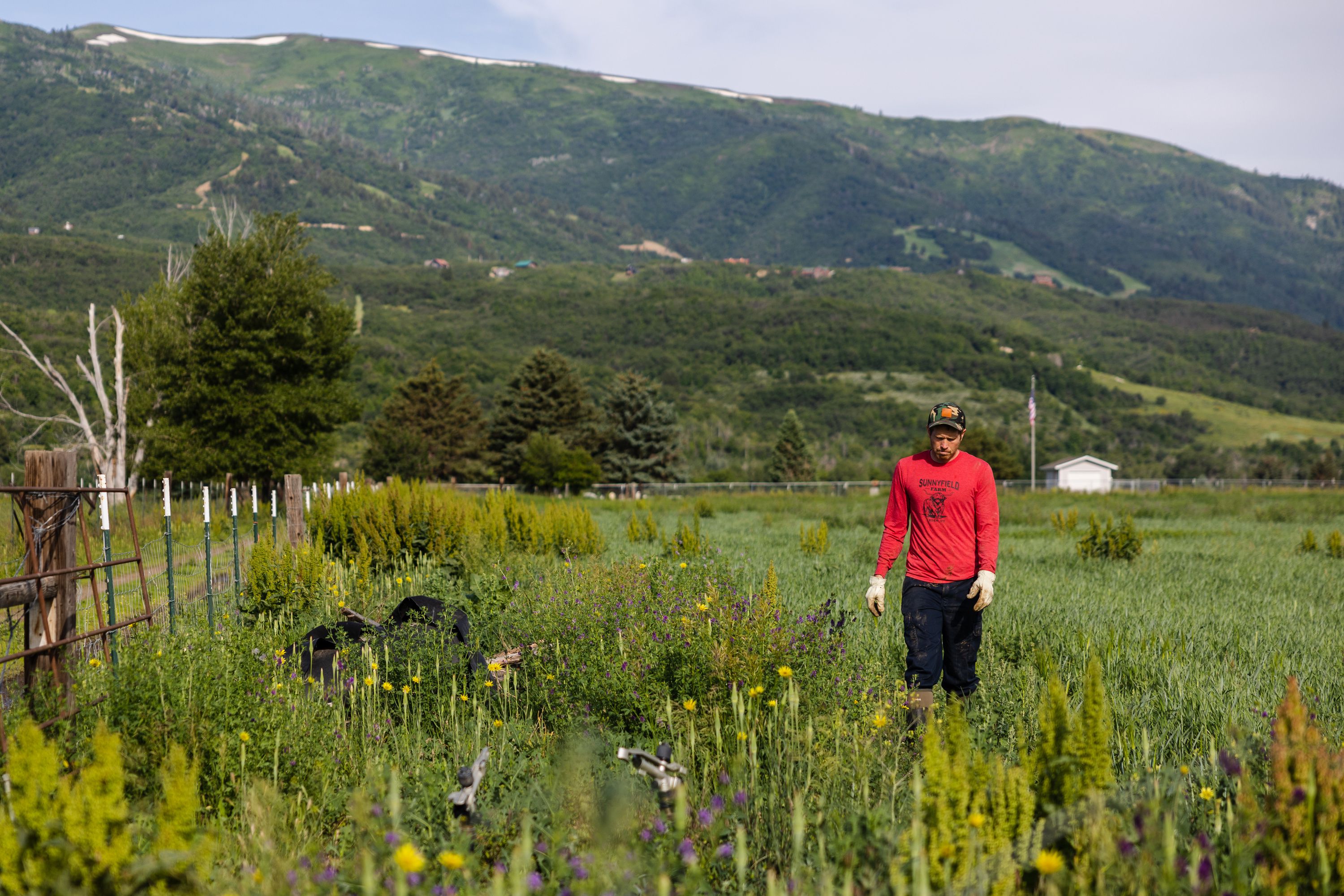 Alan Vause walks in his field while installing irrigation for the coming year at Sunnyfield Farm in Eden, Weber County, on June 29. Vause’s family has farmed the land for the last five generations.