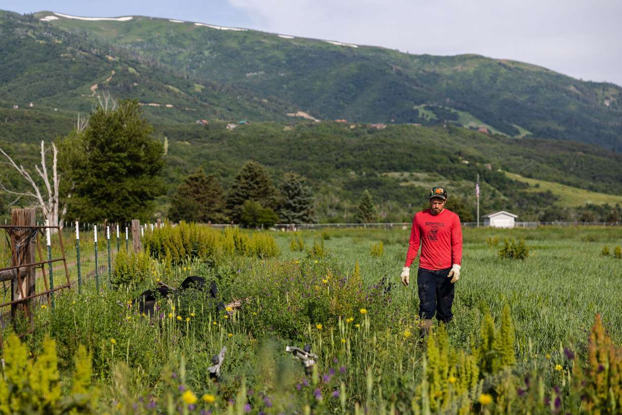 Alan Vause walks in his field while installing irrigation for the coming year at Sunnyfield Farm in Eden, Weber County, on June 29. Vause’s family has farmed the land for the last five generations.