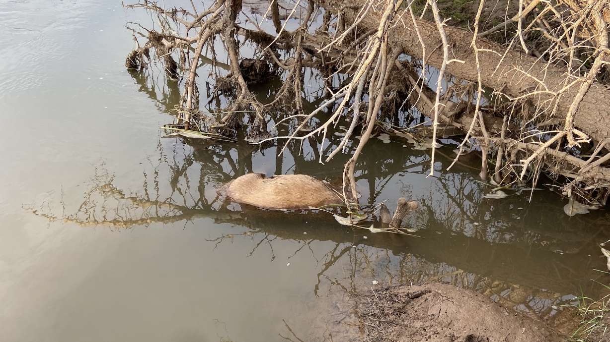 The carcass of a buck deer illegally killed found in the Kanab Creek area of Kane County on June 16. Utah Division of Wildlife Resources officials are seeking the public's help as they investigate the case.