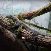 Public invited to name new Komodo dragon at Loveland Living Planet Aquarium