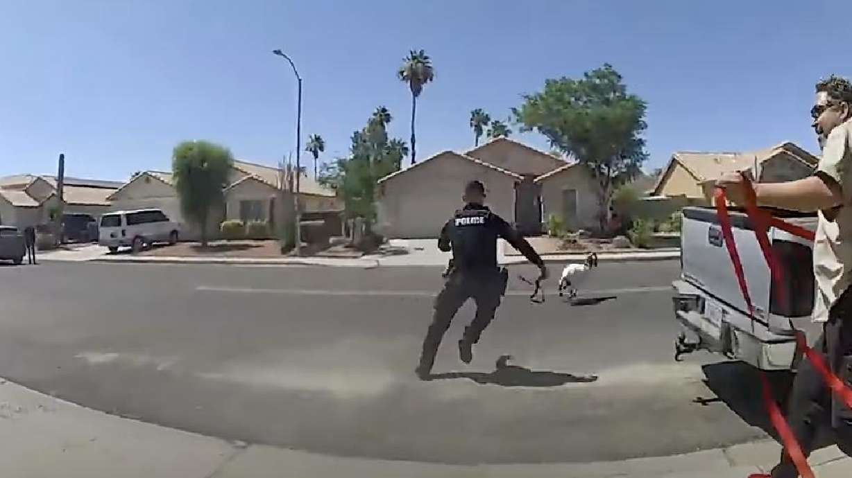 Officers with the Glendale Police Department in Arizona try to corral some goats on the loose.