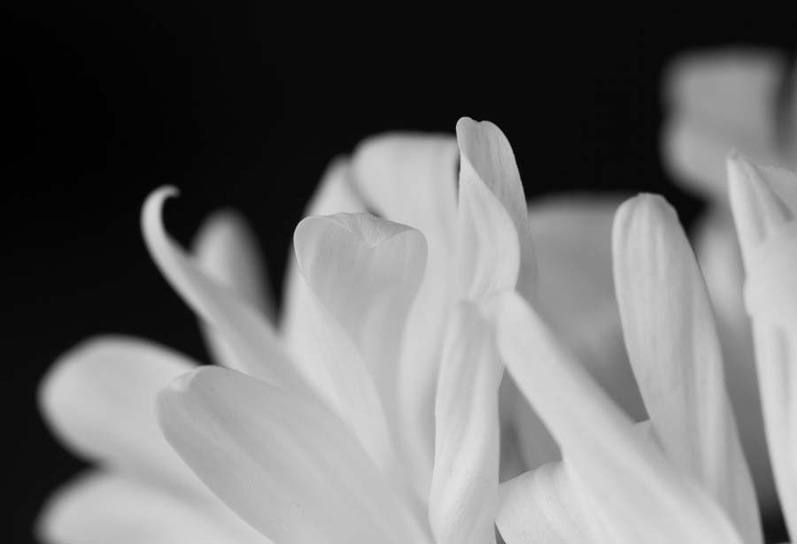 Macro photography that was taken by Jacey Reed. She will graduate with her bachelor’s degree in art with an emphasis in photography.