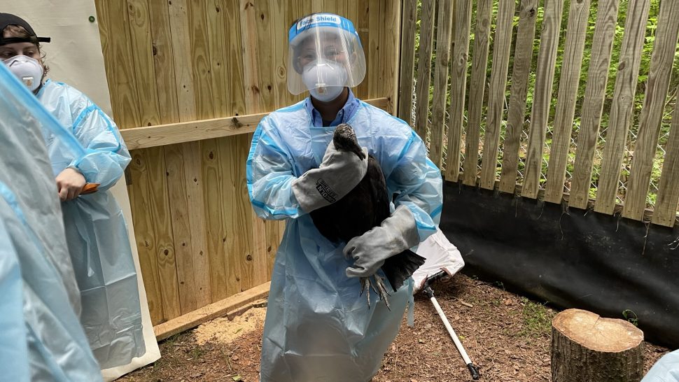 Carolina Raptor Center Hospital Manager Sunny Cooper holds a Black Vulture while veterinarians prepare the vaccine, Huntersville, North Carolina.