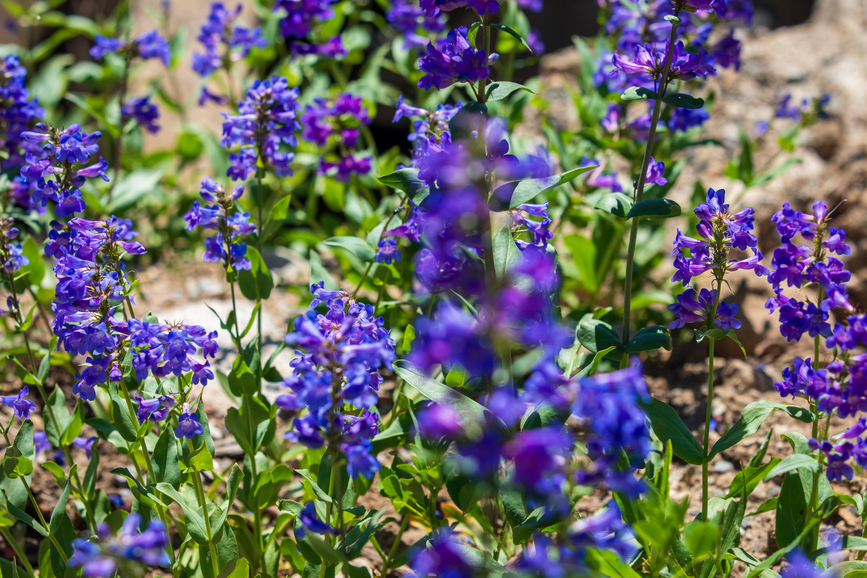 Blue penstemon wildflowers at Solitude Mountain Resort on July 9.