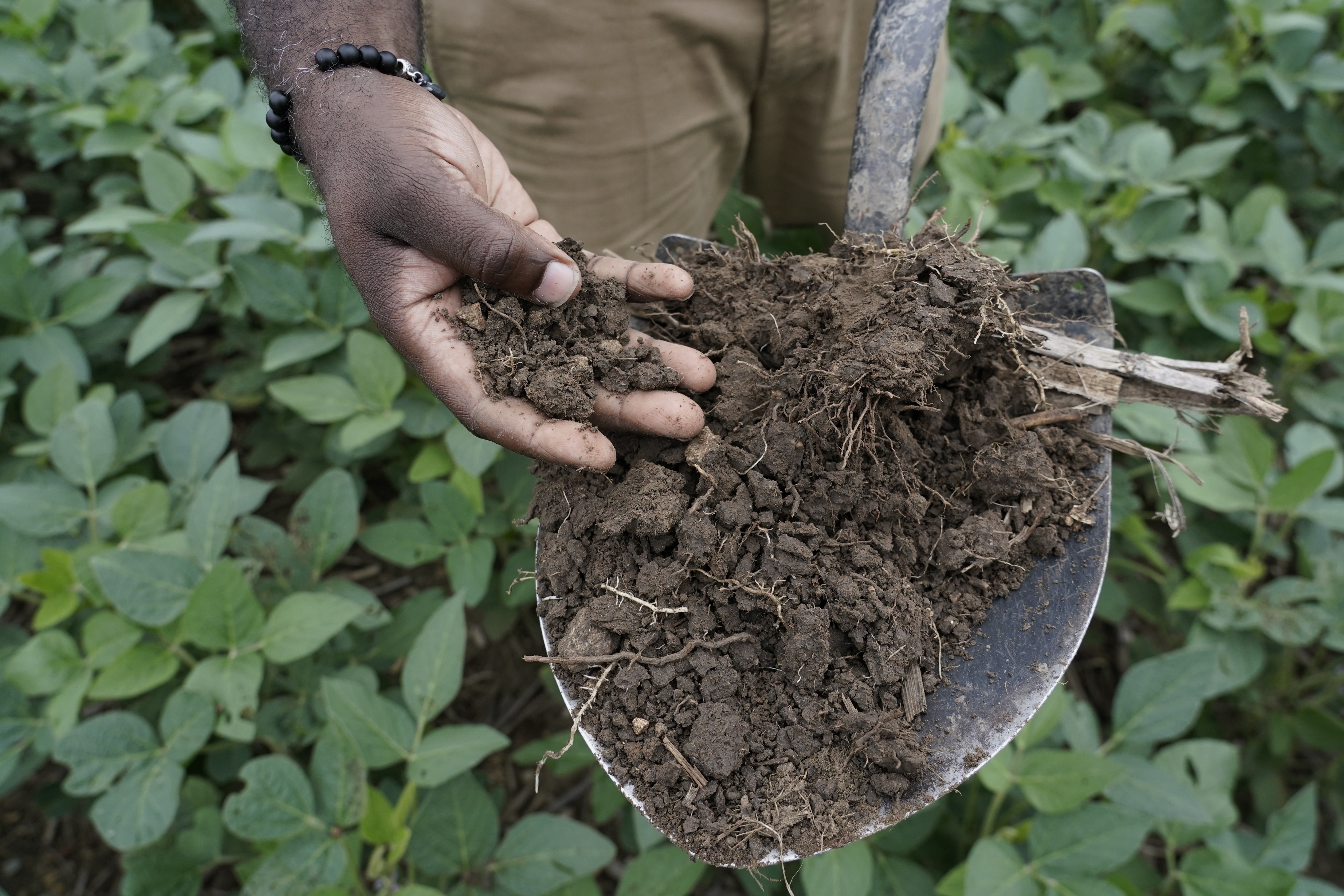 Cover crops help with maintaining the structure of the soil and storing carbon in the soil, noted by the soil's darker color. Storing carbon in the soil is at the center of new federal funding.