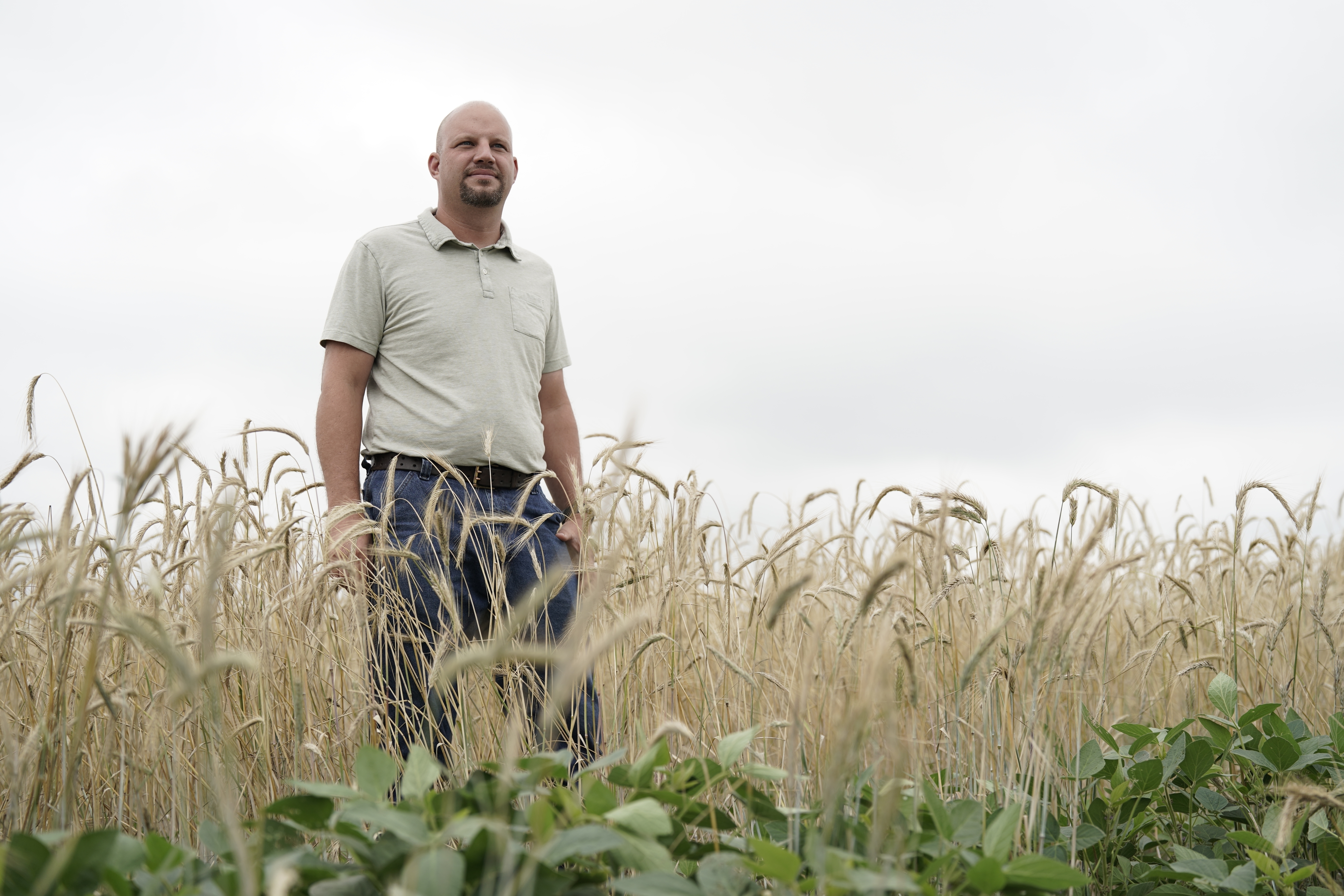 Farmer Brad Wetli poses for a portrait, Thursday, at his farm in Fowler, Ind. Wetli uses the rye as a cover crop for soybeans, which helps maintain soil health and stores carbon during the fallow season. Wetli also uses to seed from this crop to plant new cover crops, reducing his overall costs.