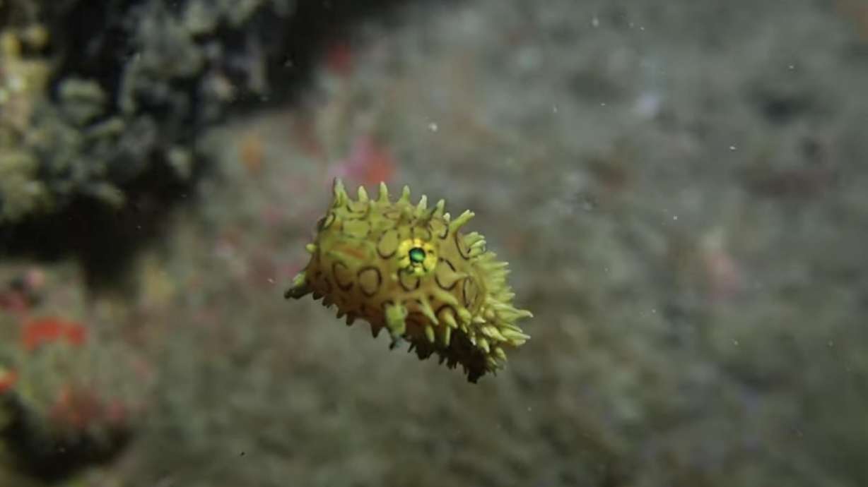 I've had the chance to dive in some incredible places around the world, but I've never bumped into a fish quite as adorable as the one in this video.
