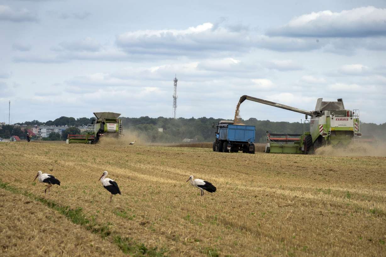 Storks walk in front of harvesters in a wheat field in the village of Zghurivka, Ukraine, on Aug. 9, 2022. Russia said Monday it has halted an unprecedented wartime deal that allows grain to flow from Ukraine to countries in Africa, the Middle East and Asia.