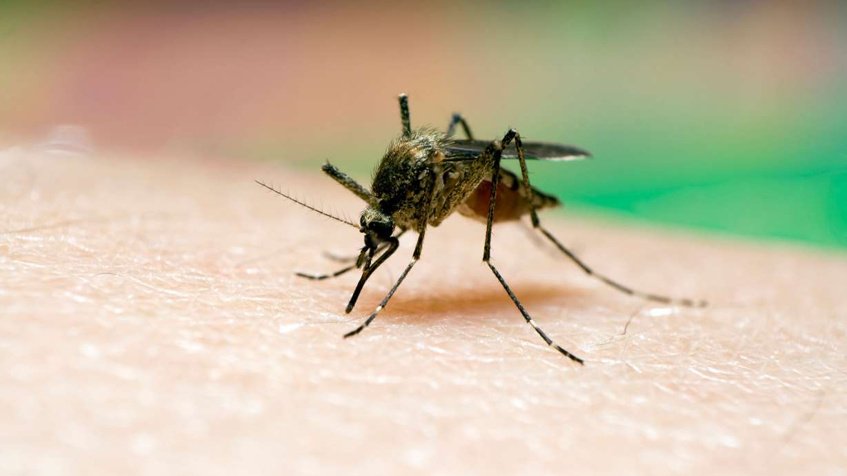 Τη Δευτέρα, αξιωματούχοι υγείας ανέφεραν ότι μια λίμνη κουνουπιών στις Συρακούσες βρέθηκε θετική στον ιό του Δυτικού Νείλου.