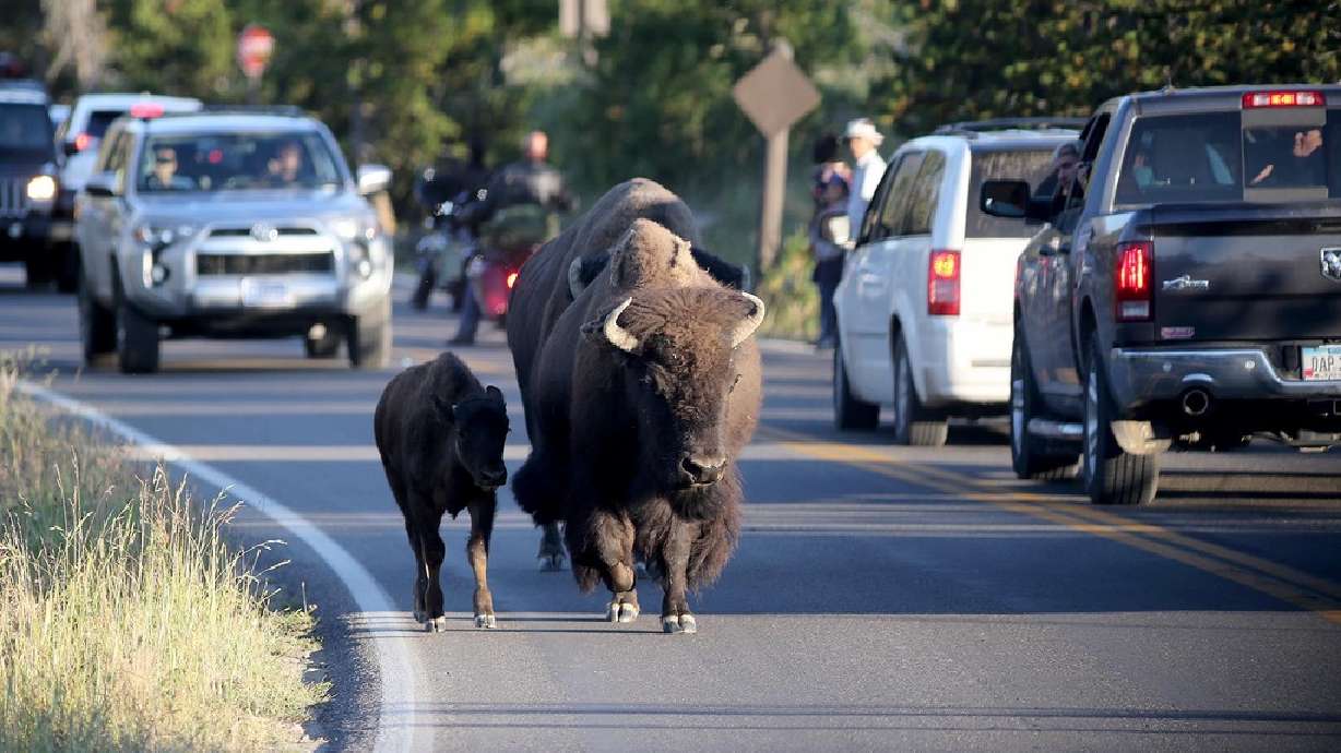 A bison and a calf trot down a road in Yellowstone National Park on Aug. 6, 2018. A woman was gored an injured by a bison on Monday at Yellowstone.