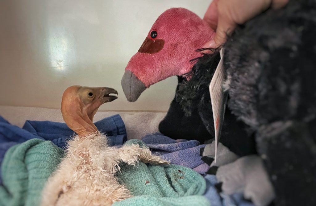 A hatchling whose mother died of bird flu is placed with a condor plushie while it waits for test results in this undated photo.
