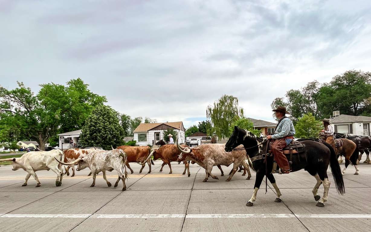 Cowboys and cowgirls lead a cattle drive through Salt Lake City's Fairpark neighborhood Tuesday morning.