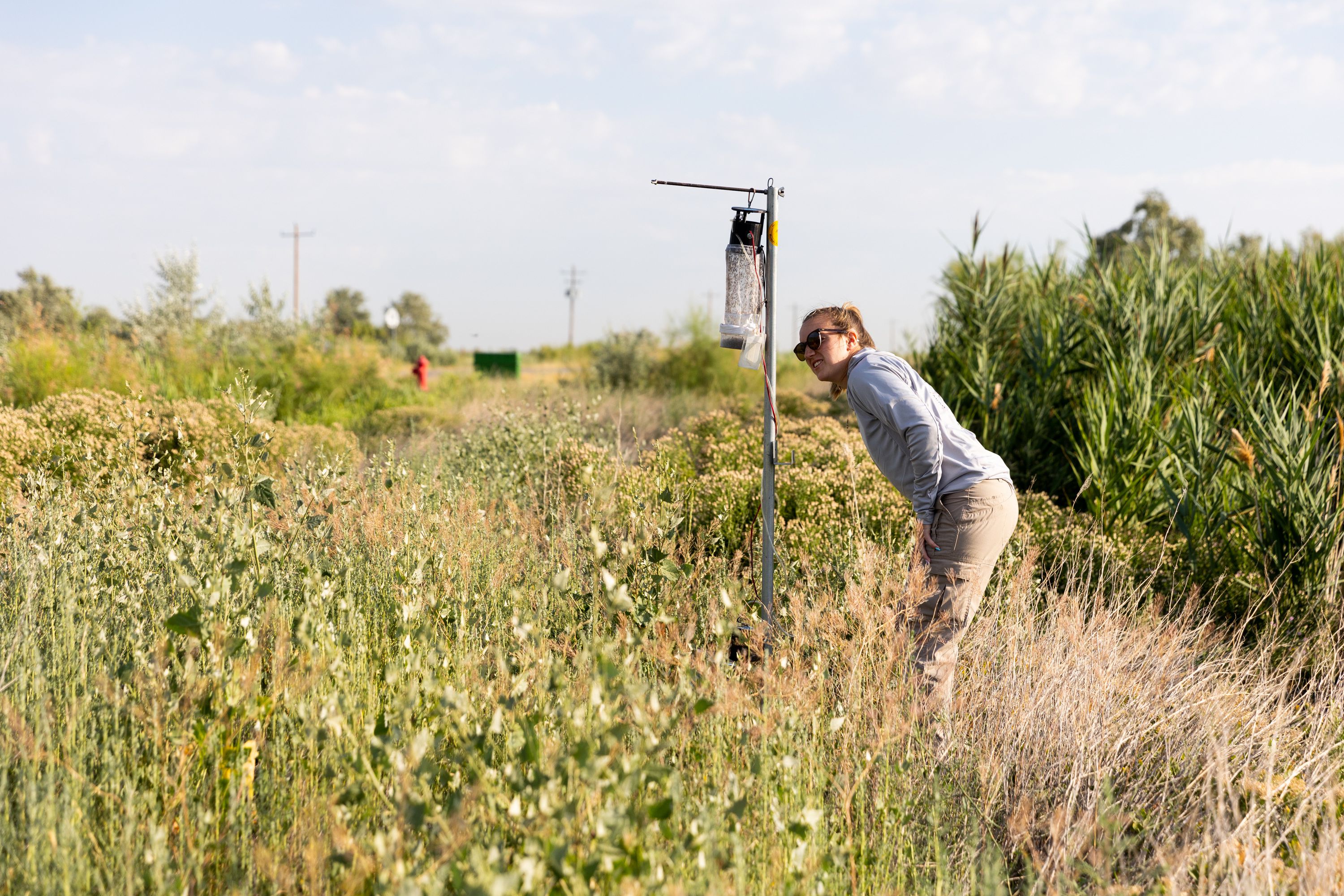 Angelena Todaro, a research intern with the Salt Lake Mosquito Abatement District, examines a mosquito trap in Salt Lake City on Tuesday.