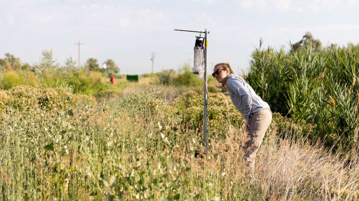 Angelena Todaro, a research intern with the Salt Lake Mosquito Abatement District, examines a mosquito trap in Salt Lake City on Tuesday.