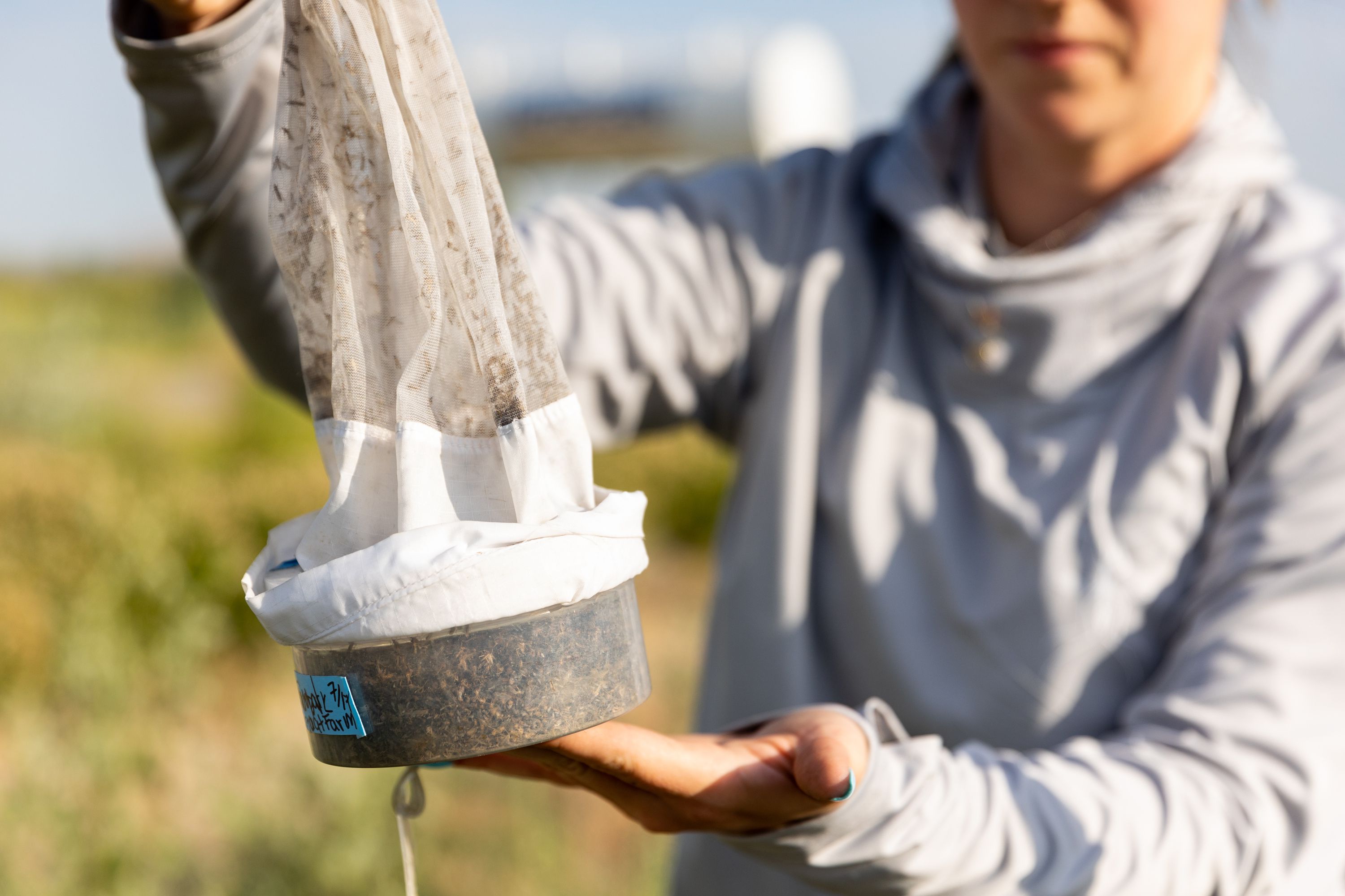 Angelena Todaro, a research intern with the Salt Lake Mosquito Abatement District, collects a mosquito trap in Salt Lake City on Tuesday.