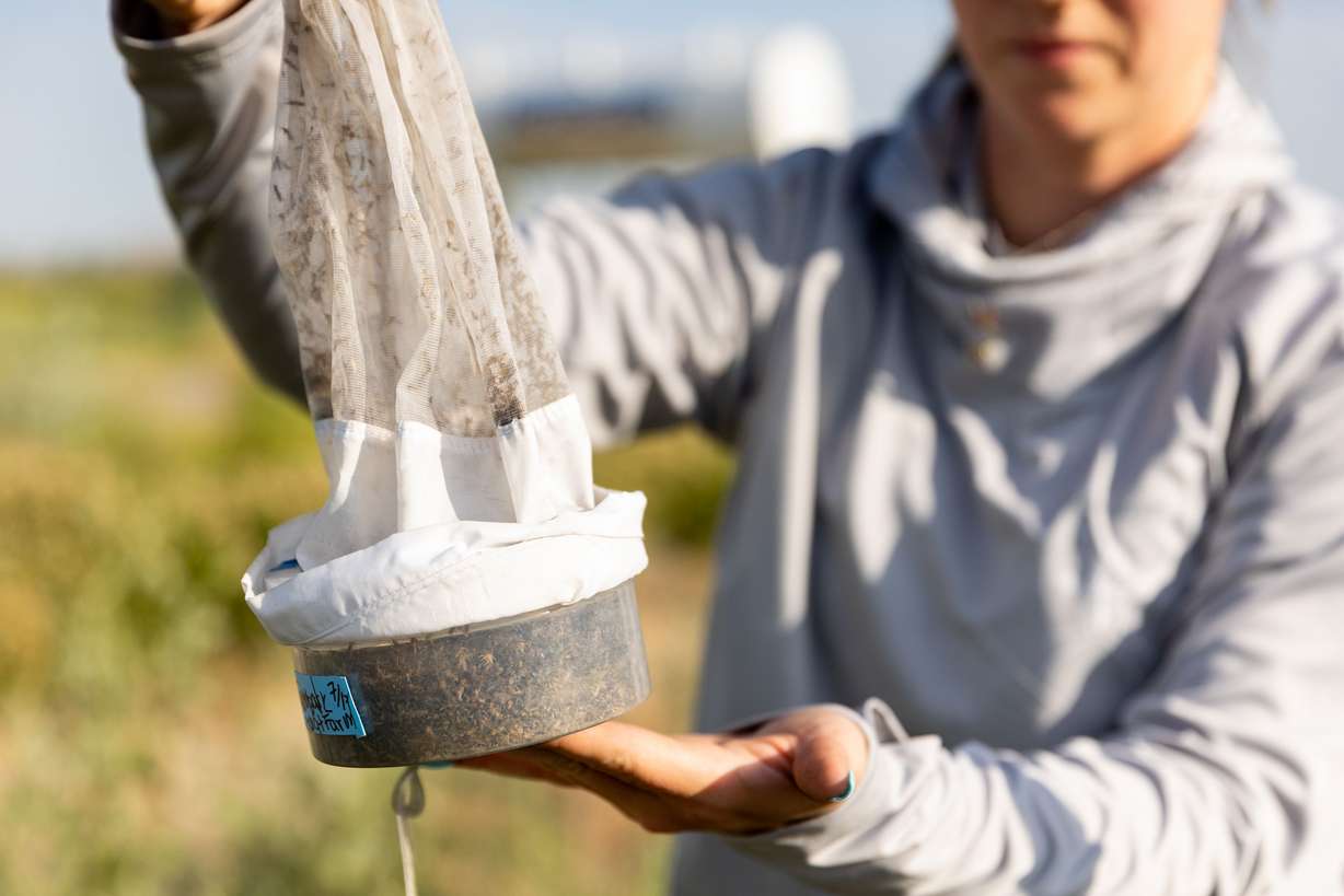 Angelena Todaro, a research intern with the Salt Lake Mosquito Abatement District, collects a mosquito trap in Salt Lake City on Tuesday.