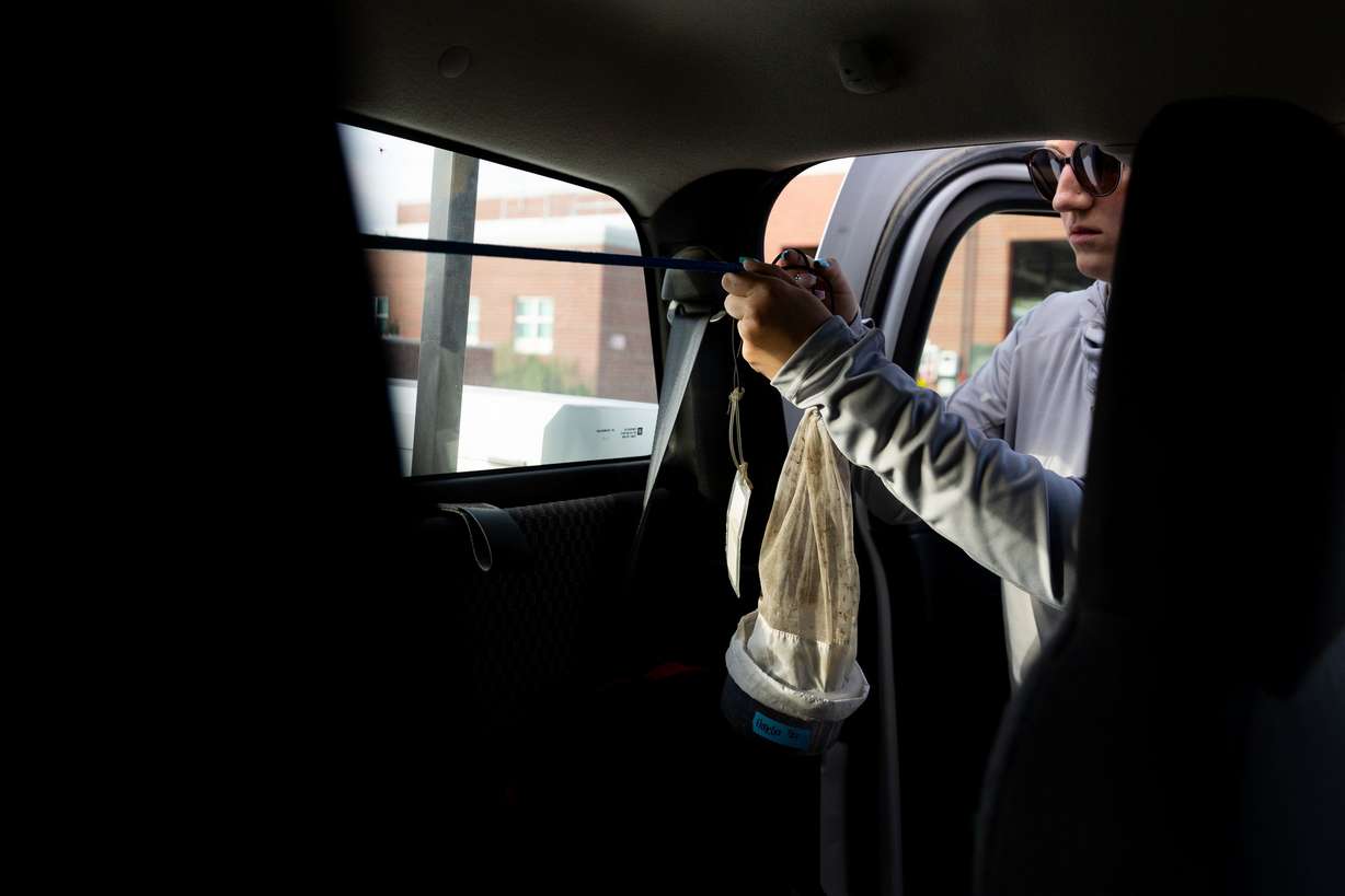 Angelena Todaro, a research intern with the Salt Lake Mosquito Abatement District, hangs a mosquito trap she just collected in the back of a truck in Salt Lake City on Tuesday.