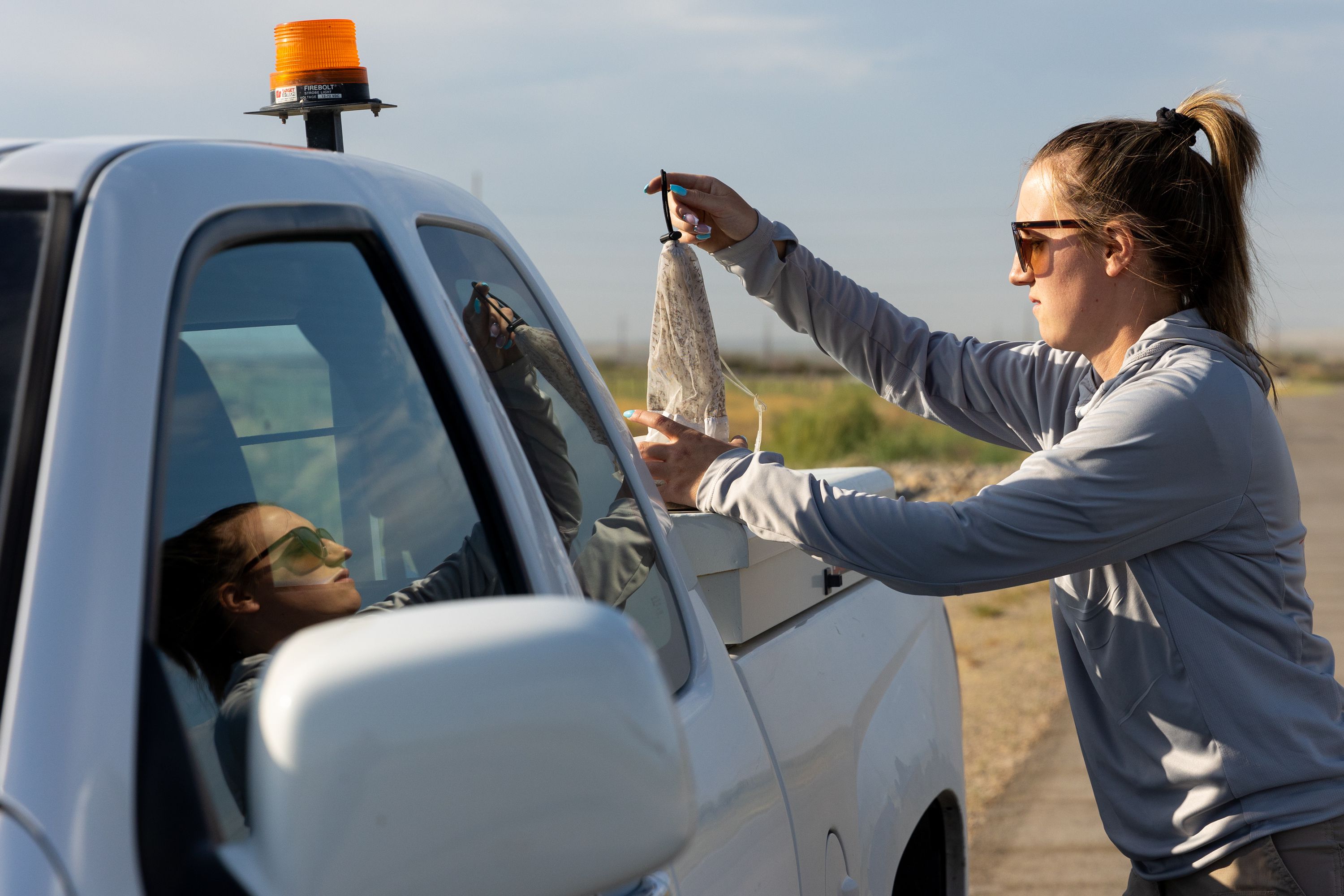 Angelena Todaro, a research intern with the Salt Lake Mosquito Abatement District, hangs a mosquito trap she just collected in the back of a truck in Salt Lake City on Tuesday.
