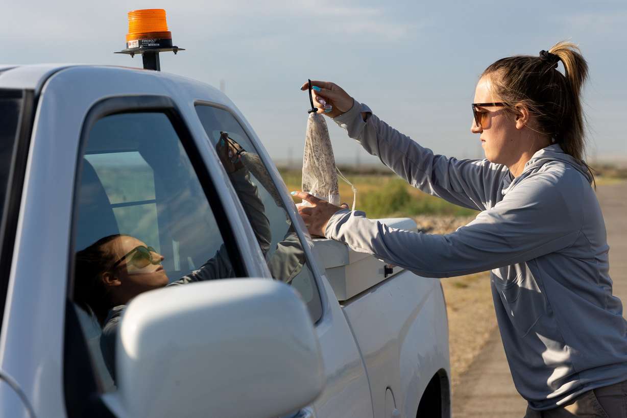 Angelena Todaro, a research intern with the Salt Lake Mosquito Abatement District, hangs a mosquito trap she just collected in the back of a truck in Salt Lake City on Tuesday.