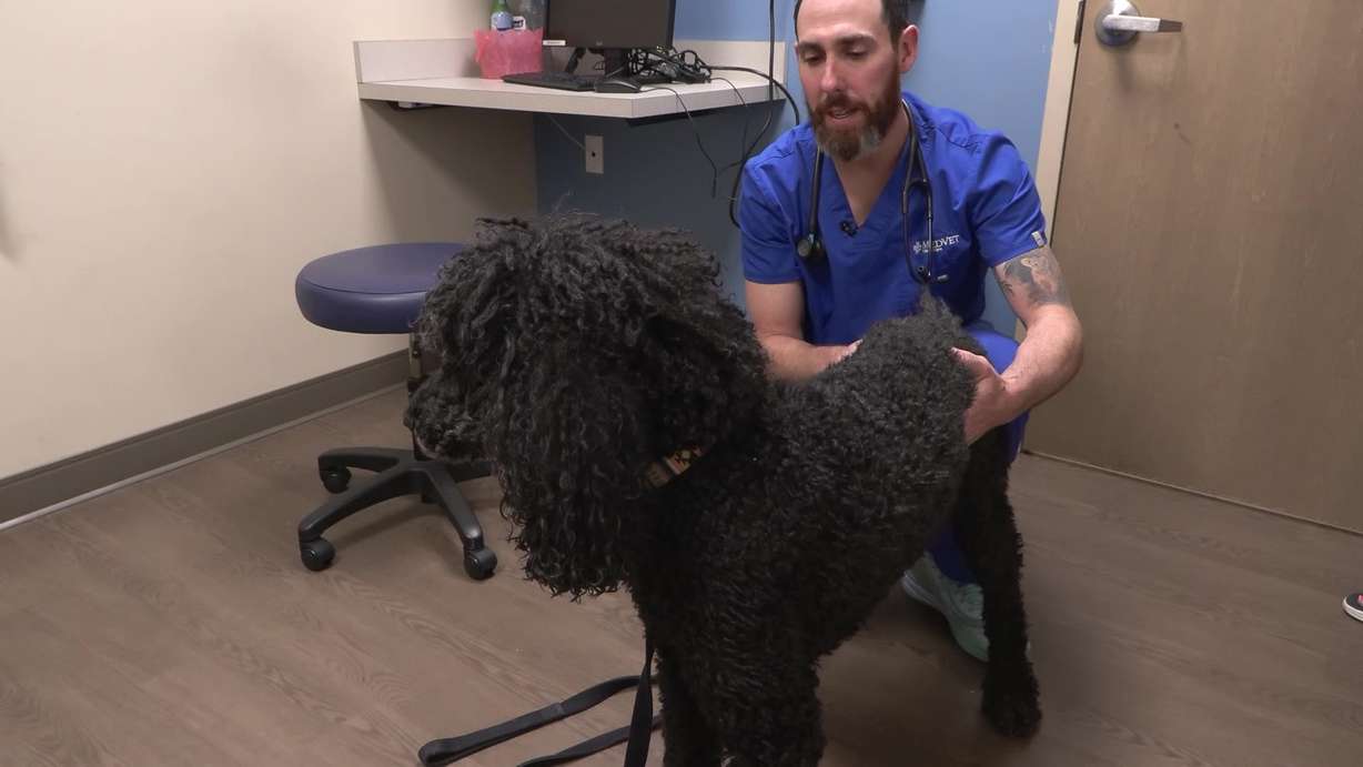 Jordan Scherk with MedVet examines a dog for potential heat-related illness. The hot weather is leading to heat-related emergency vet visits as the temps too brutal for some pets.