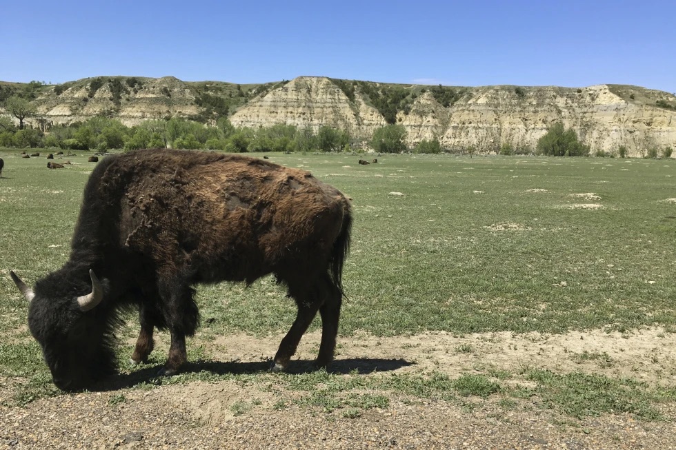 A bison grazes in Theodore Roosevelt National Park in western North Dakota on May 24, 2017. A bison “severely injured” a woman on July 15 in Theodore Roosevelt National Park, the National Park Service said in a news release Tuesday.