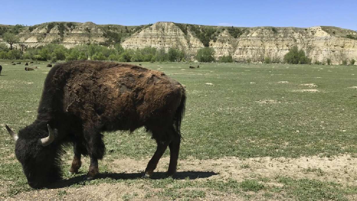 A bison grazes in Theodore Roosevelt National Park in western North Dakota on May 24, 2017. A bison “severely injured” a woman on July 15 in Theodore Roosevelt National Park, the National Park Service said in a news release Tuesday.
