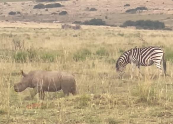 A baby rhinoceros tries to rumble with his friends at the Welgevonden Game Reserve in South Africa June 29.