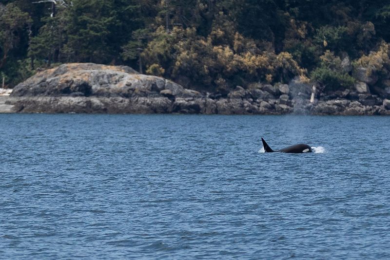 A killer whale member of the Bigg's orca T65B pod is seen in the Salish Sea near Eastsound, Washington, July 7. As orcas have repeatedly rammed boats in waters off the Iberian Peninsula, experts believe aggression is likely not to blame.