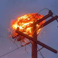 Osprey brood killed after power line malfunction ignites nest in Morgan County