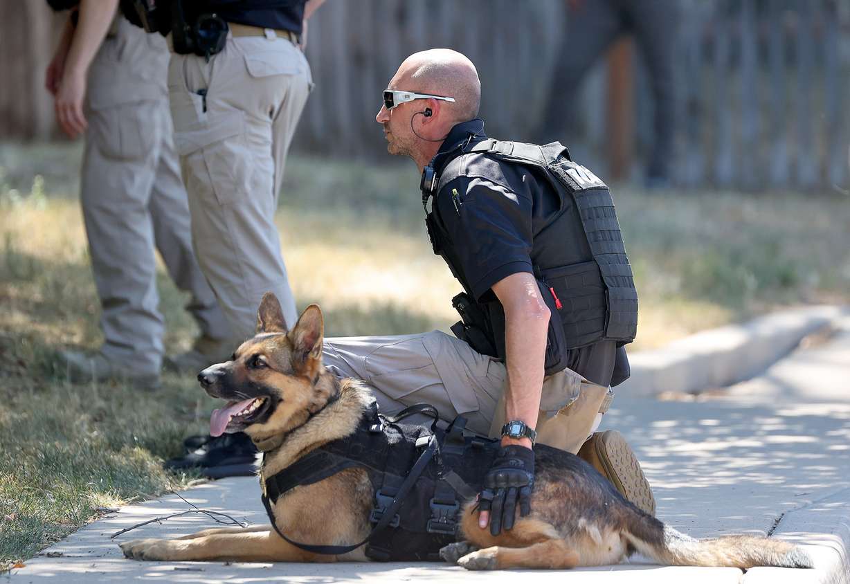 An Adult Probation and Parole agent and K-9 work with other AP&P agents to surround an apartment building and take a probation fugitive into custody in South Salt Lake on Thursday.