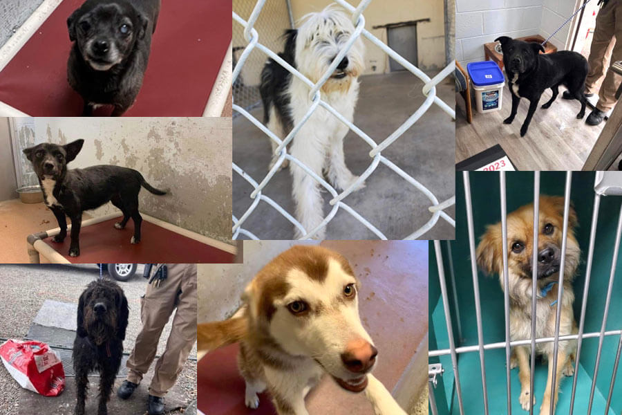These are the seven dogs that were poisoned at the Jerome Animal Shelter last week according to Brittney Howe, an animal shelter technician. All of the dogs are OK and doing well now.