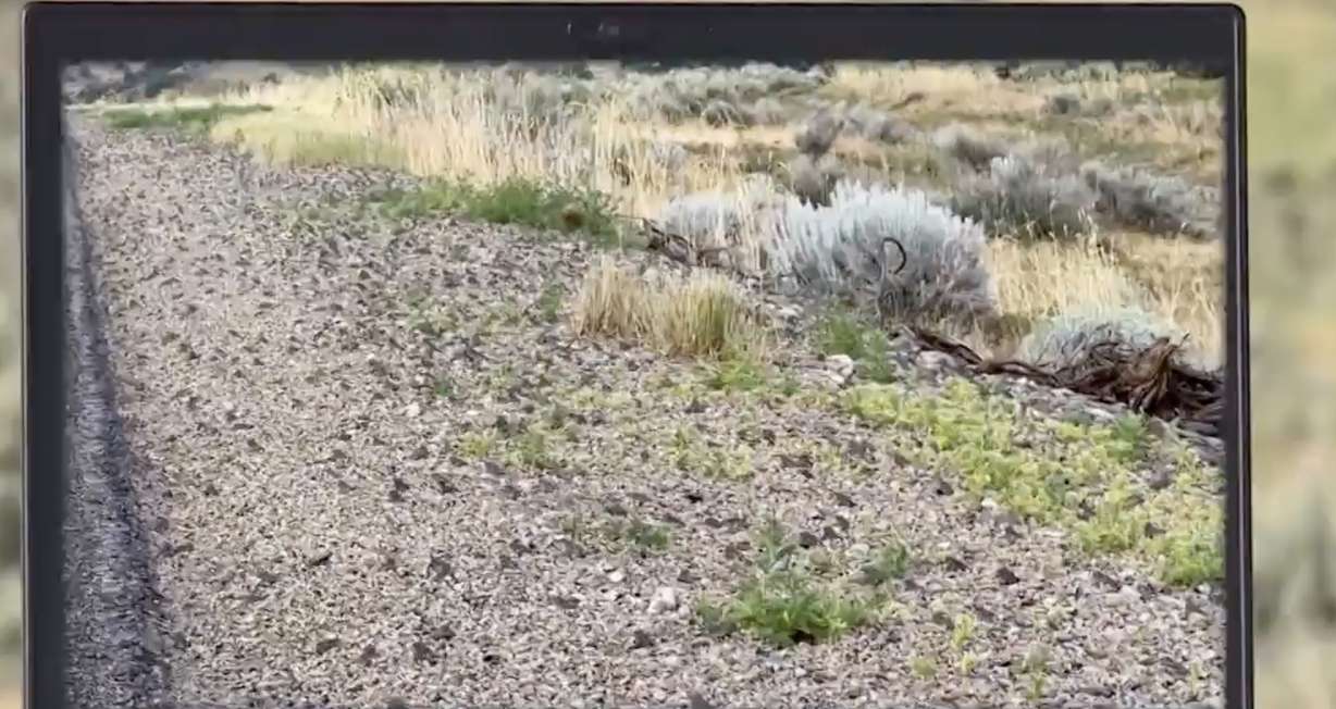 A screenshot of video that captured thousands of toads migrating across a country road in Stockton in Tooele County.