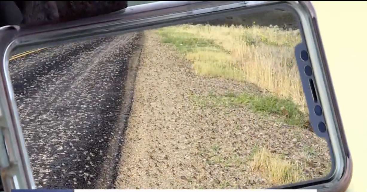 A screenshot of video that captured thousands of toads migrating across a country road in Stockton in Tooele County.