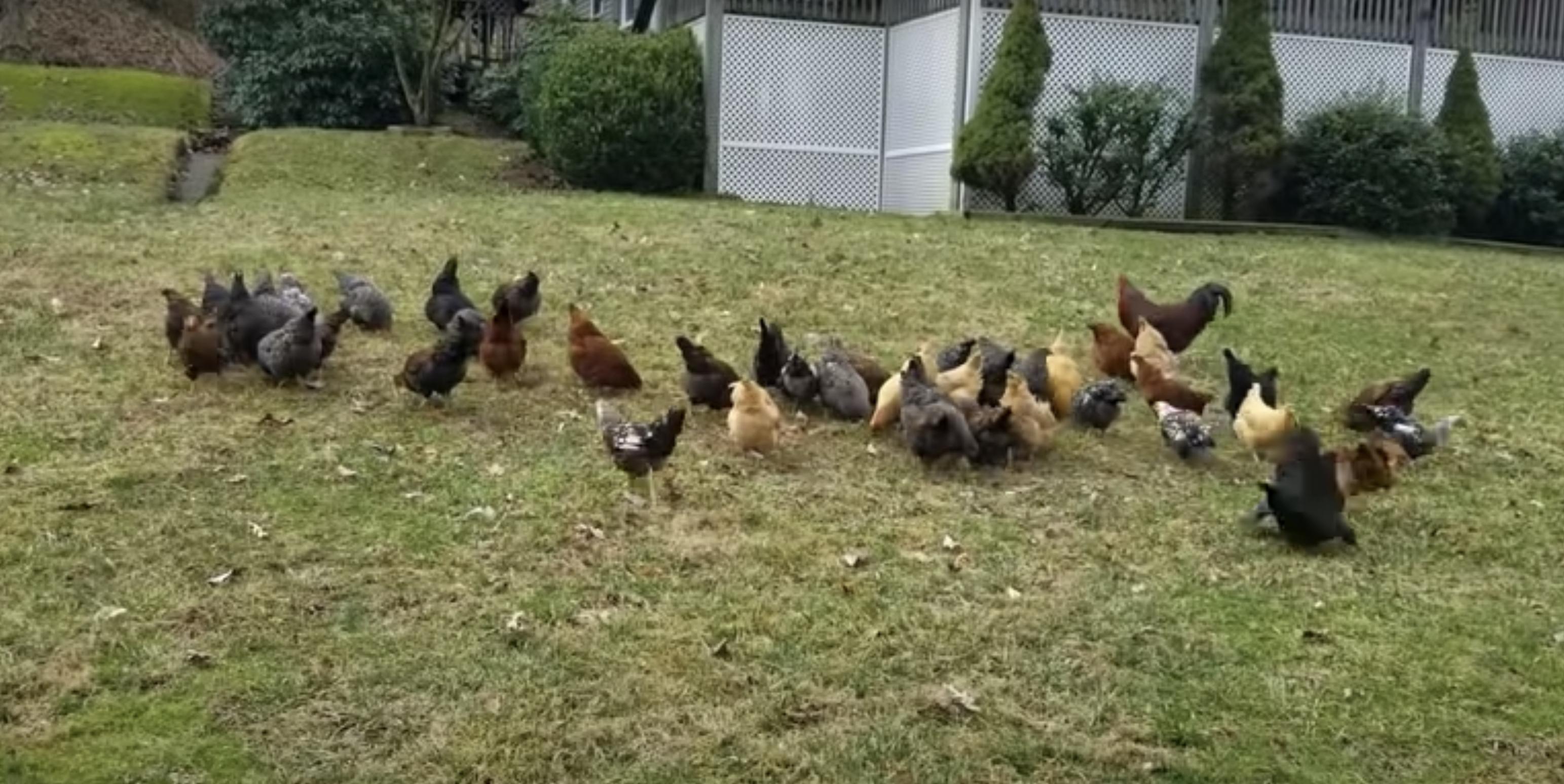 In this video, a woman's flock of chickens is peacefully pecking around her front lawn. She sees a hawk in the area, but the rooster does not, so she goes into "destroy my windpipes for the flock" mode.