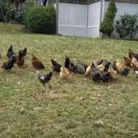 Have You Seen This? Woman deploys 'hawk alarm' to help a rooster out