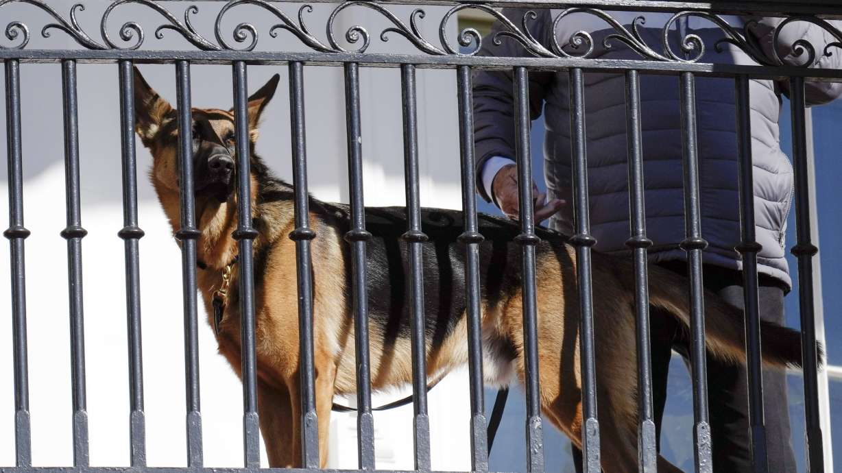 President Joe Biden's dog Commander stands at the White House in Washington, Nov. 21, 2022. Secret Service records show the dog has bitten its officers 10 times between October and January.