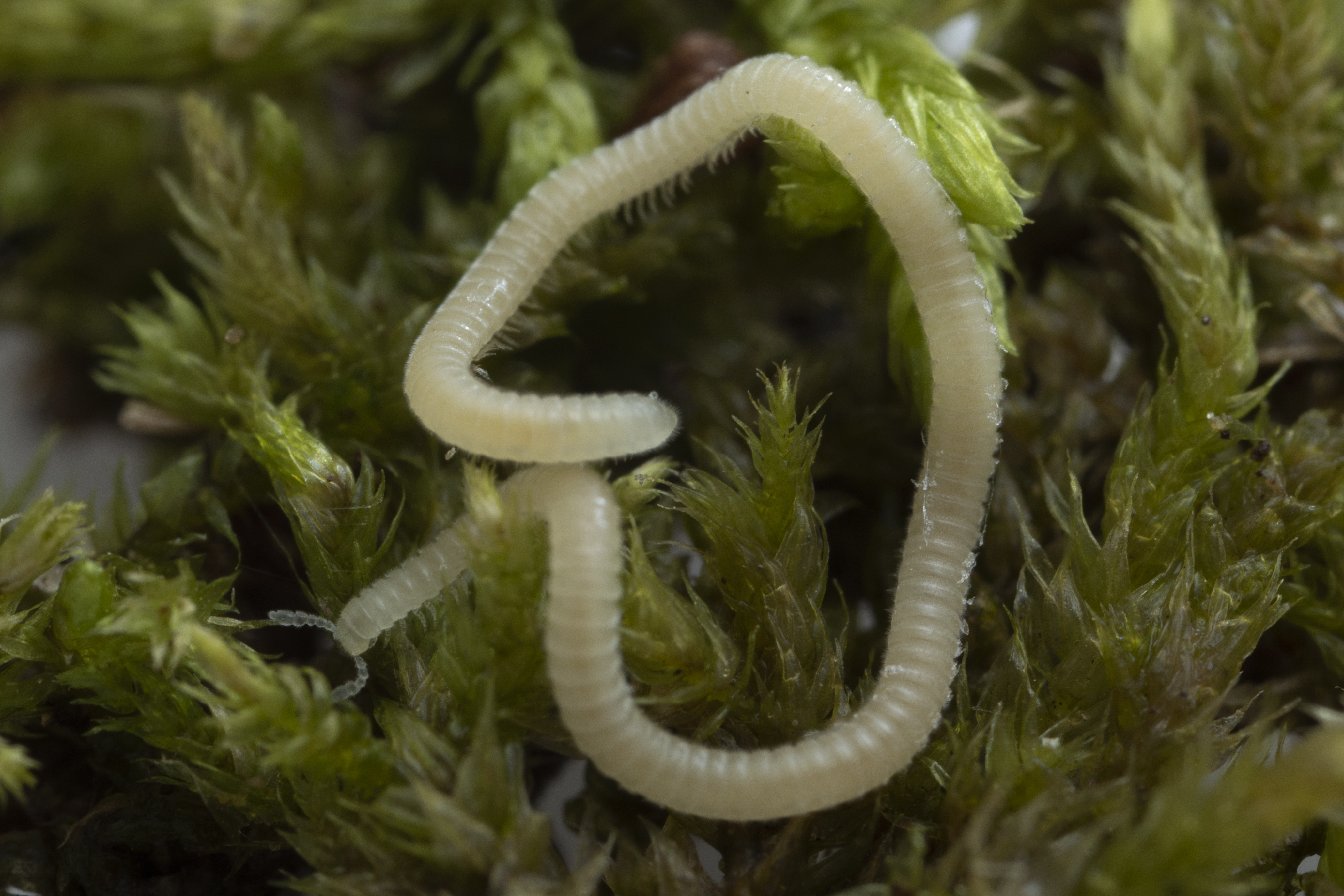 A Los Angeles Thread Millipede awaiting study at the Marek Lab of Virginia Tech's Department of Entomology in Blacksburg, Virginia. The tiny arthropod is a new species and was found just beneath the surface by graduate students at a hiking area in Southern California. 