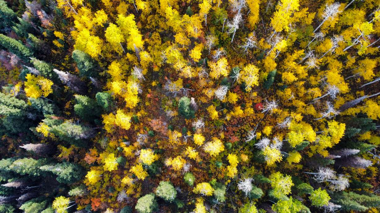 Over 18K acres of 'important' Utah forest preserved through US program ...