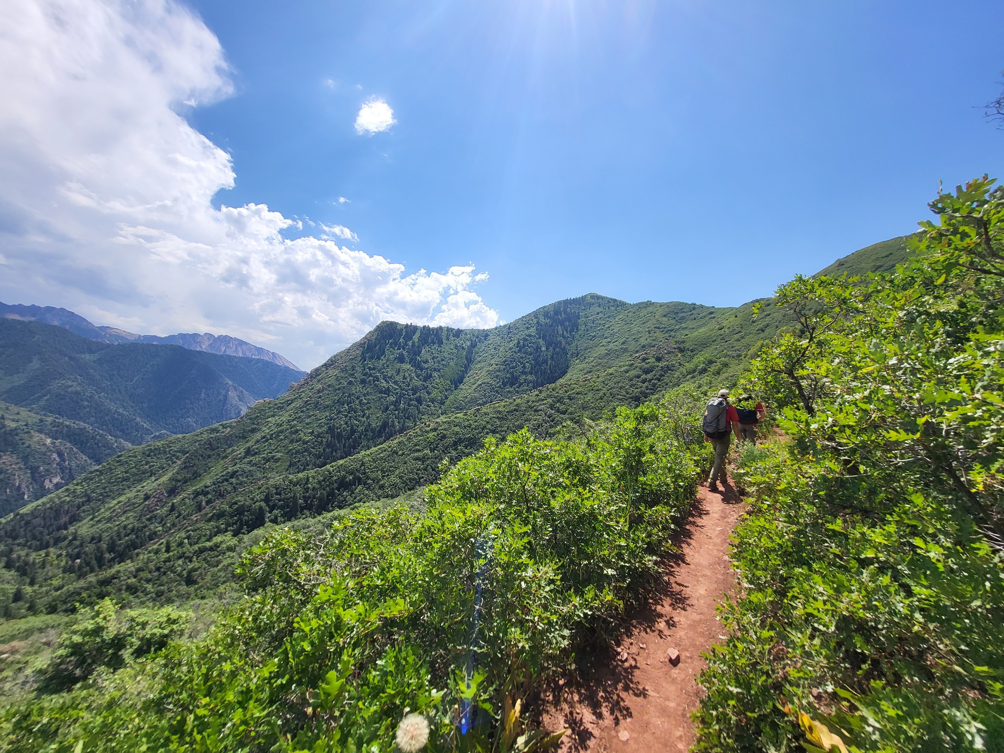 Salt Lake County Sheriff's Search and Rescue crews respond to a report of a dehydrated hiker and dog along Grandeur Peak in Millcreek Canyon on Tuesday. Officials said the dog died.