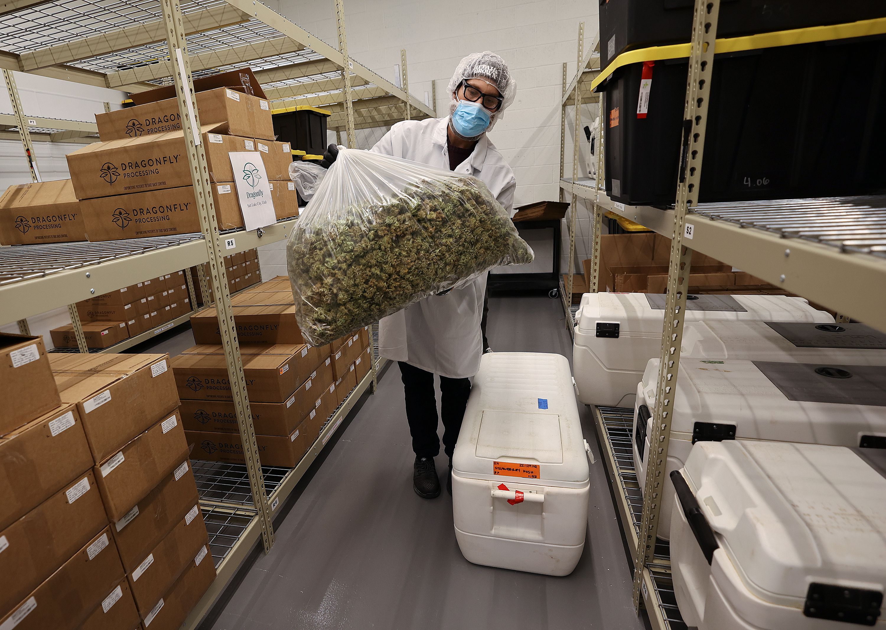 Taylor Constantine, director of research, development and extraction at Dragonfly, shows a large bag of Strawberry Kush cannabis buds at the processing plant in South Salt Lake on March 24.