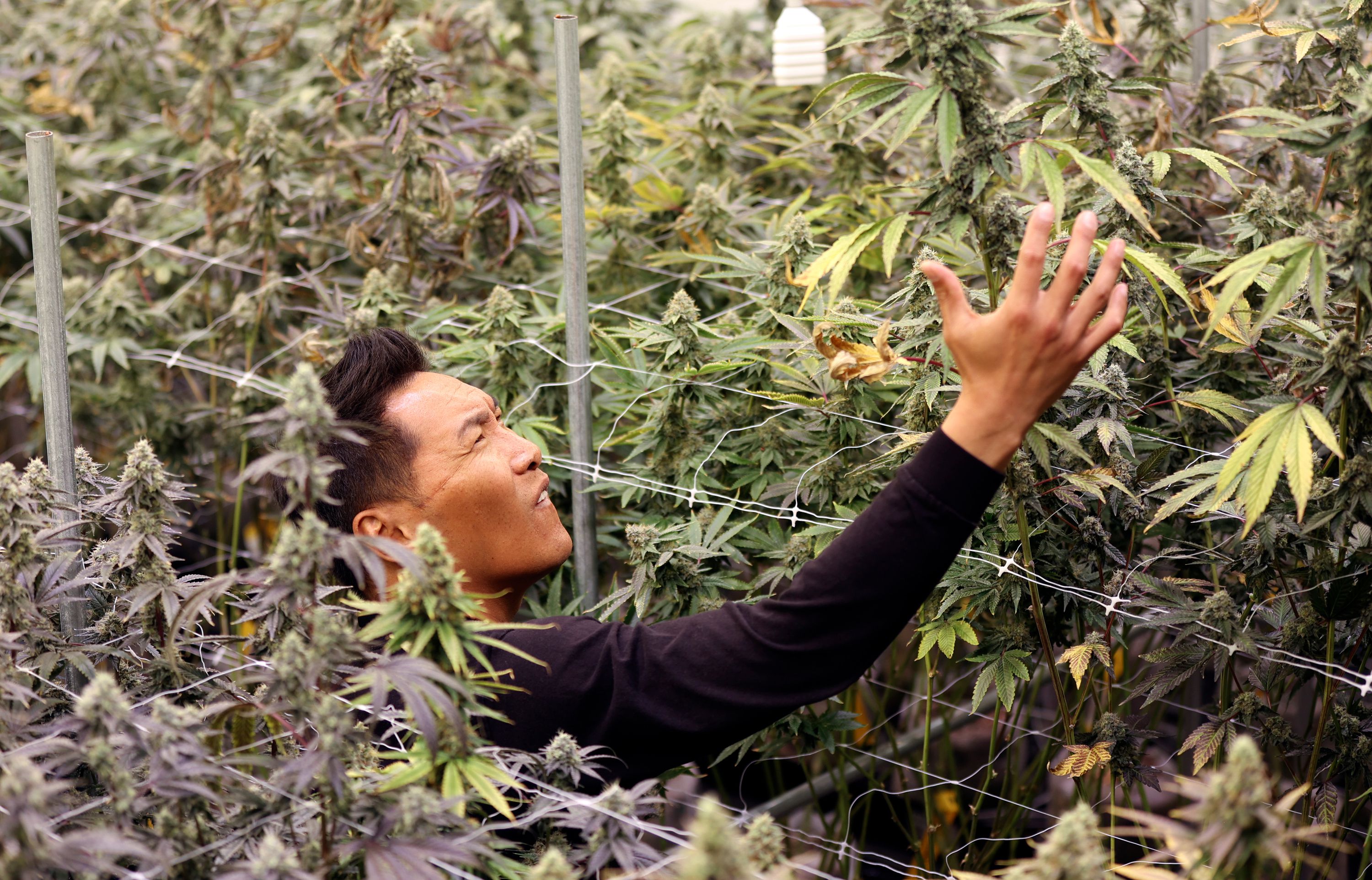 Narith Panh, Dragonfly Wellness chief operating officer, checks out a cannabis plant in a grow room at the Dragonfly Wellness Grow Facility in Moroni on April 28.